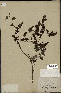 spécimen de Rubus rosifolius