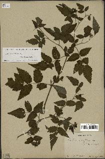 spécimen de Rubus rosifolius