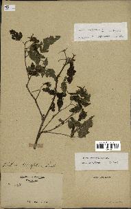 spécimen de Rubus rosifolius