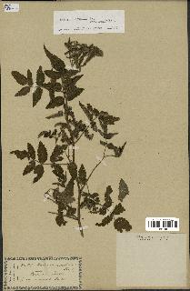 spécimen de Rubus rosifolius