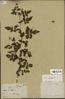 spécimen de Rubus rosifolius