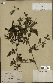 spécimen de Rubus rosifolius