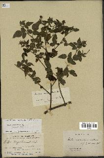 spécimen de Rubus rosifolius