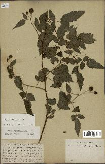 spécimen de Rubus rosifolius