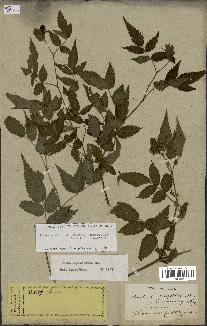 spécimen de Rubus rosifolius