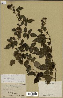 spécimen de Rubus rosifolius