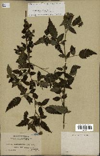 spécimen de Rubus rosifolius