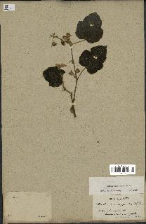 spécimen de Rubus moluccanus