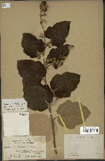 spécimen de Rubus moluccanus