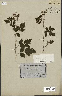 spécimen de Rubus rosifolius