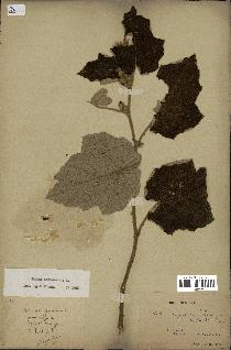 spécimen de Rubus moluccanus