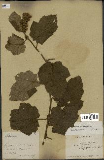 spécimen de Rubus moluccanus