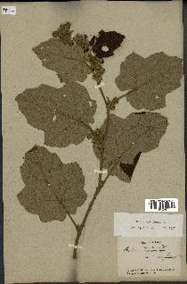 spécimen de Rubus moluccanus