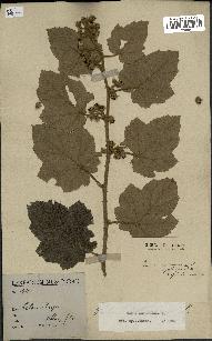 spécimen de Rubus moluccanus