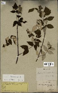 spécimen de Rubus niveus