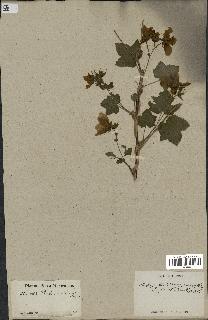 spécimen de Rubus nutkanus