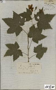 spécimen de Rubus odoratus