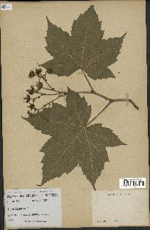 spécimen de Rubus odoratus