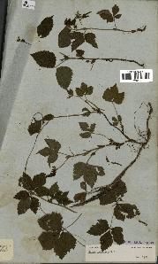 spécimen de Rubus pubescens