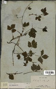 spécimen de Rubus pubescens