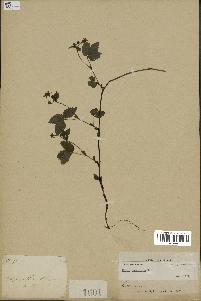 spécimen de Rubus pubescens