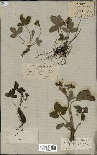 spécimen de Fragaria virginiana