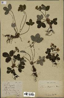 spécimen de Fragaria virginiana