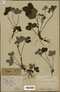 spécimen de Fragaria virginiana