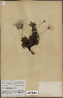 spécimen de Dryas integrifolia