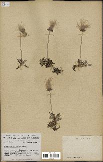 spécimen de Dryas integrifolia