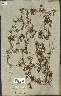 spécimen de Medicago littoralis