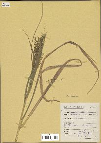 spécimen de Panicum miliaceum