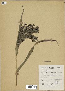 spécimen de Panicum miliaceum