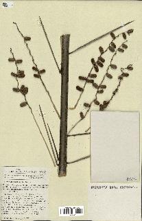 spécimen de Phoenix reclinata