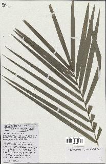 spécimen de Phoenix reclinata