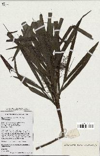 spécimen de Dypsis hildebrandtii