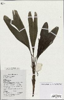 spécimen de Dypsis spicata
