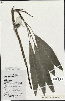 spécimen de Dypsis coriacea