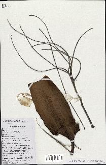 spécimen de Dypsis sp.