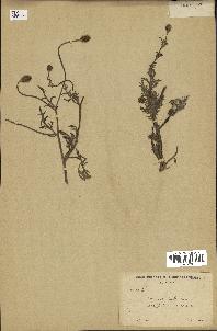 spécimen de Papaver hybridum