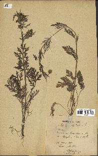spécimen de Papaver hybridum