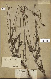 spécimen de Papaver dubium