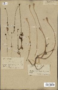 spécimen de Papaver dubium