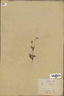 spécimen de Papaver hybridum