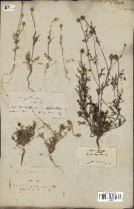 spécimen de Papaver hybridum
