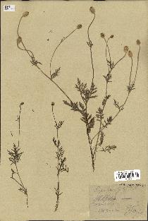 spécimen de Papaver hybridum