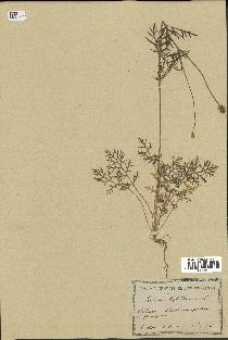 spécimen de Papaver hybridum