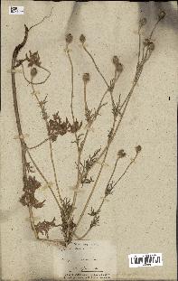 spécimen de Papaver hybridum