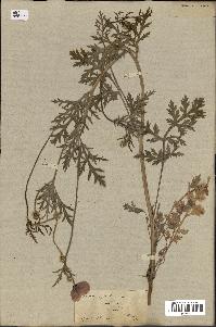 spécimen de Papaver hybridum