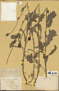 spécimen de Papaver somniferum